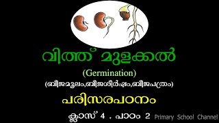 വിത്ത് മുളക്കല്‍ബീജമൂലംബീജശീര്‍ഷംബീജപത്രംപരിസരപഠനംക്ലാസ് 4  പാഠം 2EVSGerminationClass 4 [upl. by Akiemaj]