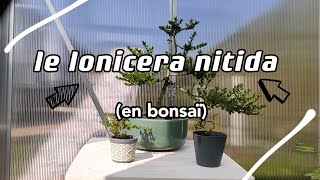 LE LONICERA NITIDA en bonsaï [upl. by Eillod]