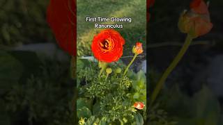 First Time Growing Ranunculus [upl. by Dan688]