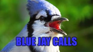 Blue Jay Calls [upl. by Dnalevets395]