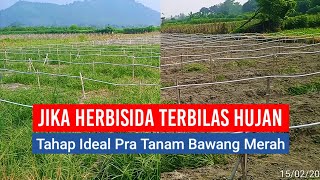 JARANG DILAKUKAN PETANI BAWANG MERAH BERSIHKAN RUMPUT SETELAH HERBISIDA TERBILAS AIR HUJAN [upl. by Varrian]