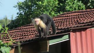 Capuchin monkeys at Jardin de Los Monos Garden of the Monkeys [upl. by Ballou]