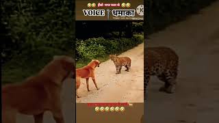 funny dogs comedy 😍😲😅funny dogs comedy comedy dog funny video dogs funny comedy shorts suraj dog [upl. by Aved]