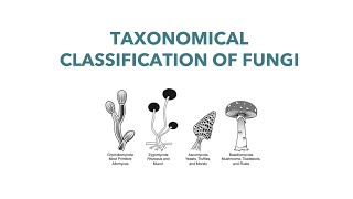 Medical Mycology Taxonomical Classification of Fungi [upl. by Aniara]