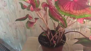 Caladium Update Pruning and Letting Go [upl. by Auston]