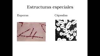 UT5  Taxonomía Bacteriana [upl. by Florinda]