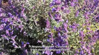 Nepeta hybrid  Catmint [upl. by Aneres]