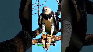 harpy eagle 🦅 the strong eagle on earth eagles globalcreator animals shorts wildlife [upl. by Nosnarb]