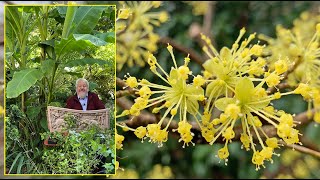 CORNOUILLER MÂLE ET OFFICINAL ARBUSTES À FLEURS POUR LA FIN DE L’HIVER Le Quotidien du Jardin N°424 [upl. by Grieve]