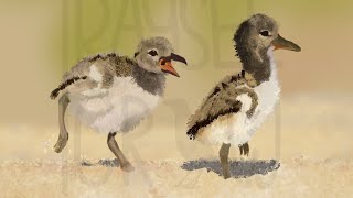 the moon will sing  baby oystercatchers speedpaint [upl. by Halpern92]