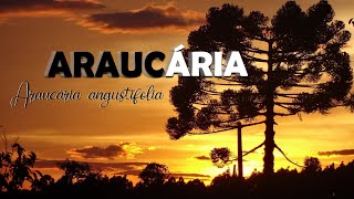 ARAUCÁRIA [upl. by Janerich]