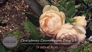 Wollerton Old Hall Rose  David Austin❄️Rose Christmas Countdown 2023 ❄️ 24 days of Roses  Day 19 [upl. by Aidyl]