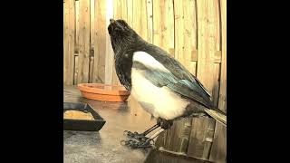 Лакомка сорока😊 magpie сорока наблюдение [upl. by Aneert886]