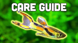 Endlers Livebearer Care Guide  Easiest Livebearer for Beginners [upl. by Fronia]