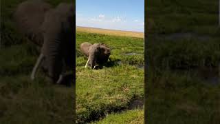 Elephant Extravaganza Witness a Stunning Feeding Frenzy 🐘🌿 NatureLovers [upl. by Iot62]