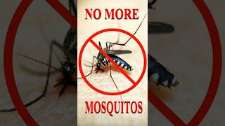 STOP MOSQUITOS amp BUGS  BACKYARD BUG CONTROL Kill 1000s of bugs in one week mosquito bugs [upl. by Ibbetson]