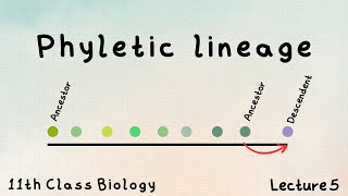 Phyletic lineage  lecture in Urdu  FSc biology  class 11 [upl. by Alimak929]