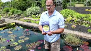 Grow Your Nymphaea waterlilies LARGE with the correct pot and fertilizer [upl. by Barber]