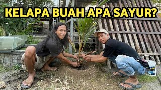 Investasi Buat Anak Cucu Menanam Pohon Kelapa Di Halaman Rumah Barangkali Nanti Ada Acara Tingkepan [upl. by Waterer]