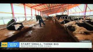 Do Dual Chamber Cow Waterbeds Work Find out here [upl. by Yeo]