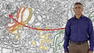 Ramanujan Hegde MRC 1 Compartmentalization of Proteins Inside Cells [upl. by Baudelaire623]