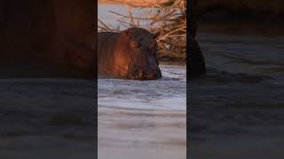 Rufiji River Camp hippo [upl. by Teage]