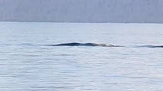 Weird Waves at Lake Tahoe [upl. by Neibart]