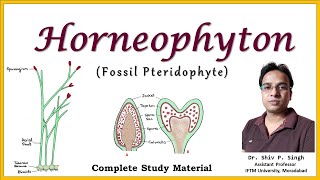 Horneophyton  A fossil Pteridophyte  BSc Botany  MSc Botany [upl. by Akinit]