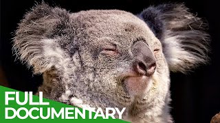 Wildlife  Just Marsupials  Free Documentary Nature [upl. by Drehcir]