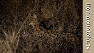 Elusive Serval cat hunting at night [upl. by Ludeman]