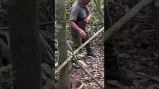 How to build a jungle survival shelter the indigenous way in South America shorts shortvideo [upl. by Shear]