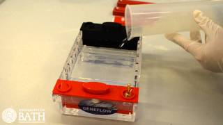 Agarose Gel Electrophoresis of DNA fragments amplified using PCR [upl. by Telrats]