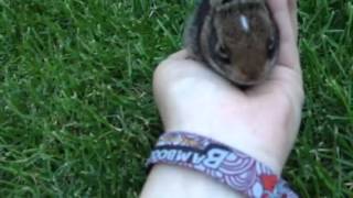 Wild cottontail Bunny being friendly [upl. by Anilocin411]