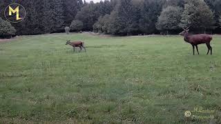 Le cerf et son harem de biches après le brame [upl. by Fan]