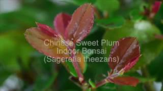 Chinese Sweet Plum Bonsai Sageretia theezans Tree [upl. by Alage]