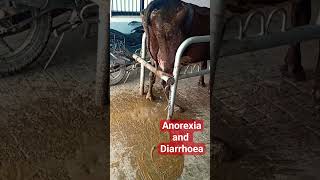 Ruminal Acidosis  Acidic Indigestion  Diarrhoea in Cow cattle indigestion dairyfarm shorts [upl. by Merriam]