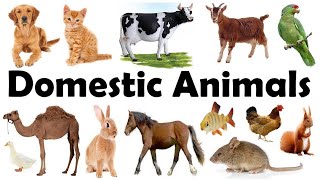 Domestic animals namelearn domestic animals namekids animal video [upl. by Aileda]