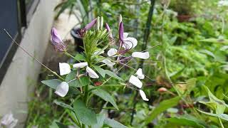 セイヨウフウチョウソウの花を観賞 Cleome hassleriana 2020年7月26日撮影 [upl. by Claude]