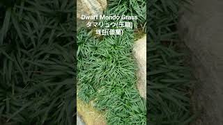 Ophiopogon japonicus Kyoto Dwarf애란 꽃말quot기쁨의 연속quot 玉竜Kyoto Dwarf Grass 꽃이름 plant name 花の名前 백합과 [upl. by Yrred]