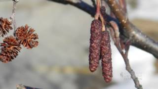 Catkins No Those Arent Cones on Your Cottonwood Tree [upl. by Hannala57]