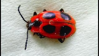 Endomychus coccineus  Linnaeus 1758  Endomychidae  Fausse coccinelle  France  062019 [upl. by Coffee]