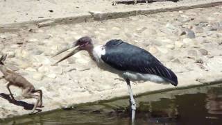 maribu kills springbok at madrid zoo [upl. by Nishom]