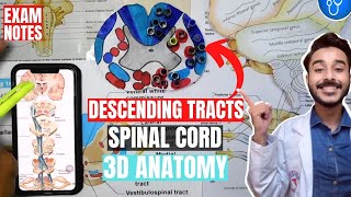 descending tracts of spinal cord anatomy 3d  spinal cord tracts anatomy [upl. by Husain]