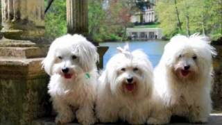 Coton de Tulear The MILESTONE Project a DOGumentary [upl. by Parik]