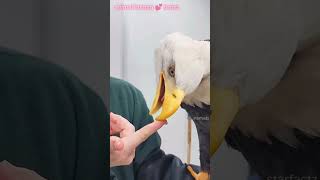 जब ek महिला ko bald eagle 🦅 अपने घर ke बहार घायल pankho के साथ dikhai देती hai 😮🥺 [upl. by Nade]