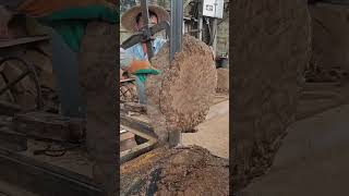 Cutting process of Acacia tree good machinery can improve work efficiency [upl. by Keffer791]