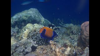 Рыбаангел Pomacanthus navarchus Bluegirdled angelfish [upl. by Leffen85]