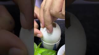 How we eat baby duck egg juemcookingofficial [upl. by Euqinomahs]