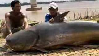 Giant Catfish of Mekong River weighs over 600LBS [upl. by Iccir865]