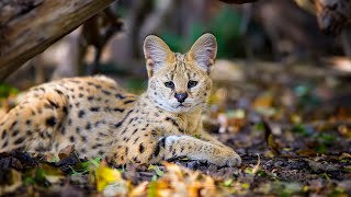 Serval Africas Stunning Wildcat [upl. by Suhpoelc]